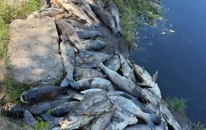 Mass fish die-off: samples and specimens have been collected in the Kyiv region for testing, and the delivery of drinking water has been arranged