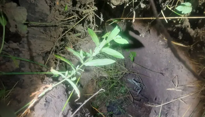 Latvian border guards discovered an underground tunnel on the border with Belarus - 15 illegal migrants detained