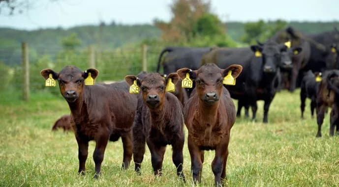 Drought in Europe forces farmers to use their winter feed stocks early
