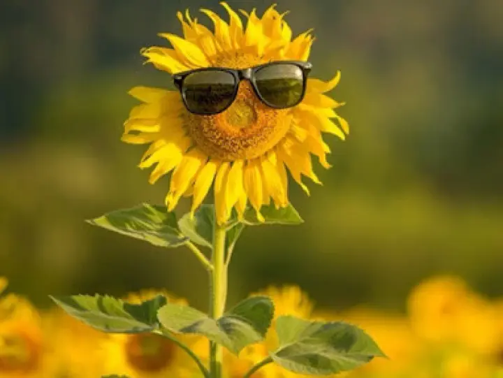 A temperature increase of 3–5° is expected — when hot weather will return to Ukraine