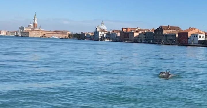 У водах Венеції помітили дельфіна поблизу знаменитого мосту Ріальто
