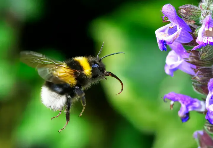 Stung by a bee: how to distinguish ordinary swelling from an allergic reaction and when help is needed