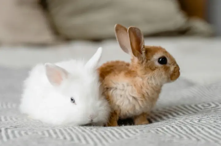 A decorative rabbit in an apartment: what you need to know before getting a pet