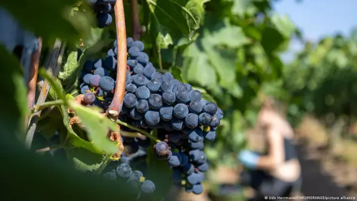 В Германии виноград собирают рекордно рано из-за жары: ожидается, что урожай будет меньше