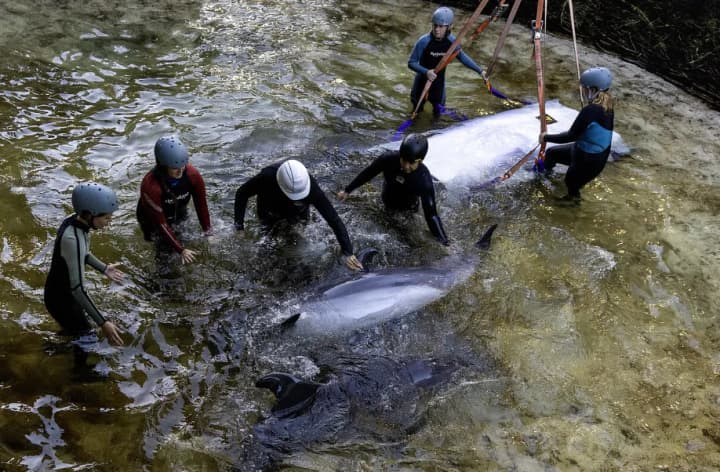 Bird flu detected in a dolphin and a red fox in Australia for the first time