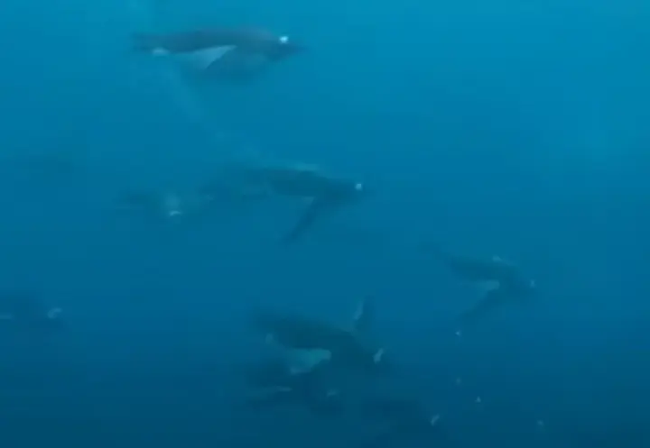 Ukrainian polar researchers showed how penguins "fly"