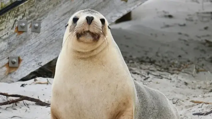 Australia detects H5N1 bird flu in a sea lion for the first time
