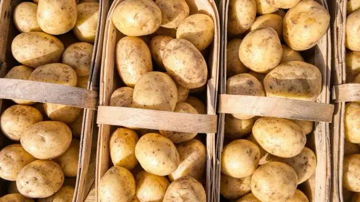 Ukraine will have enough of this year's potato harvest to meet domestic needs, says Agriculture Minister