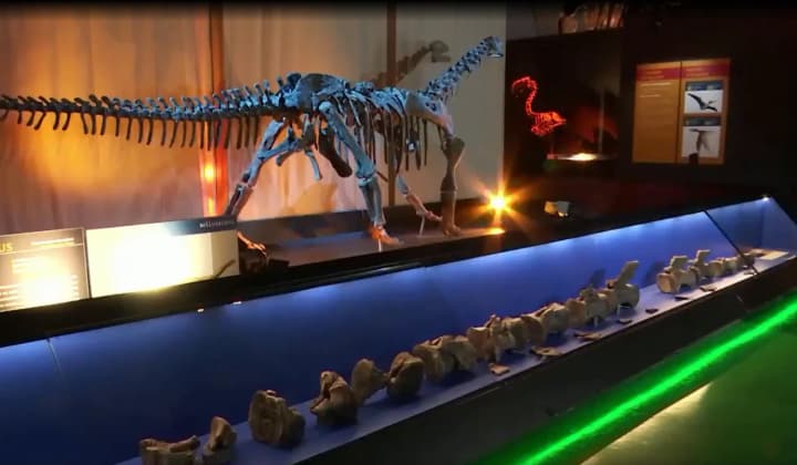 Diplodocus dinosaur remains discovered in Spain — the first time they have been found outside the United States