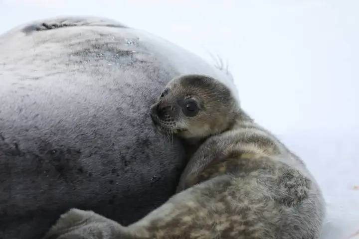 The first Weddell seal pup was born near the "Vernadsky" Station: scientists shared a series of adorable photos