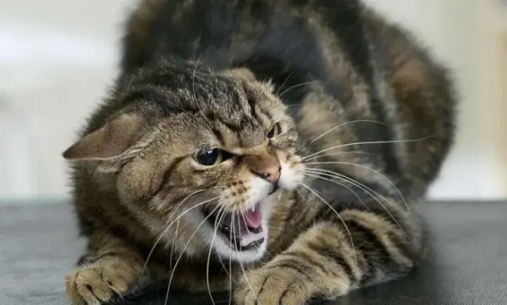 Rabies in dogs and cats: the first signs and what to do if you have been bitten by an animal