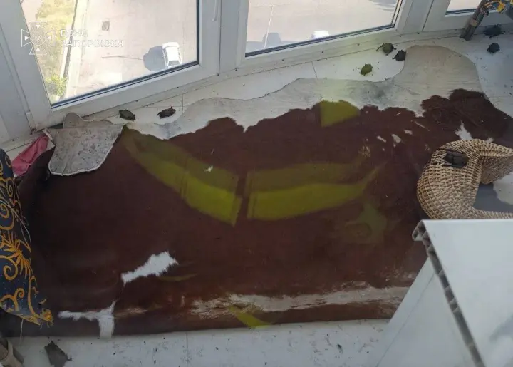 У Запоріжжі жінка виявила на балконі колонію з 250 кажанів