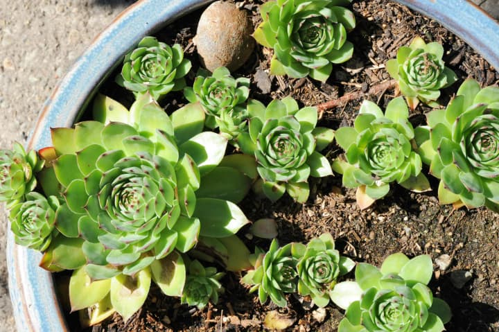 Main enemy of hens-and-chicks is not frost, but water: how to water, feed, and protect the plant