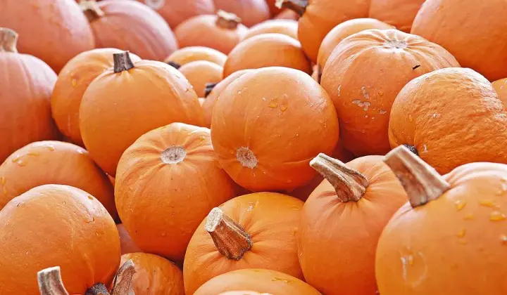 "It's simply a treasure": dietitian discusses the benefits of pumpkin for the body