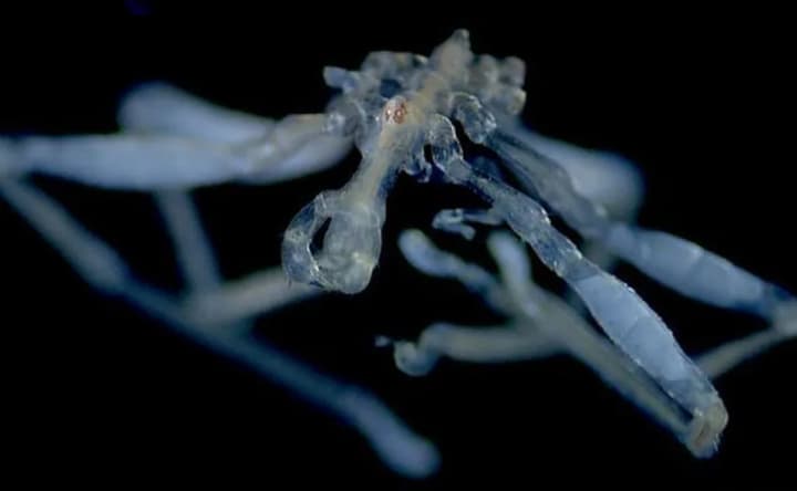 Red eyes, claws, and a mouth with three lips: Scientists discover two new species of sea spiders