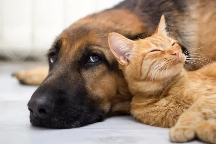 How to recognize animal abuse and whom to report it to