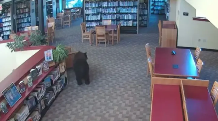 A black bear "dropped by" a library in the U.S.—enjoyed snacks and ate a jar of honey