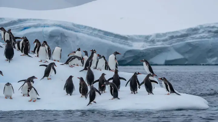 Staff sought in Antarctica to count penguins — what the job entails and how much it pays