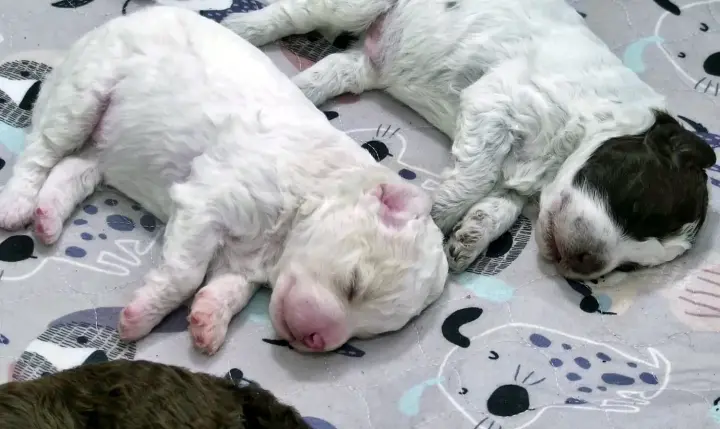 A Finnish 24-hour puppy show has attracted millions of viewers and become a television hit