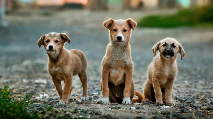 Changes to animal protection are being prepared in Ukraine - will punishment for cruelty become more effective