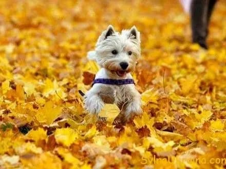 v-kiyevi-sogodni-bez-opadiv