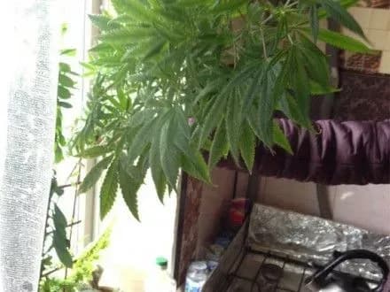 narkotiki-ta-naboyi-do-zbroyi-pravookhorontsi-viluchili-u-zhitelya-kirovogradschini