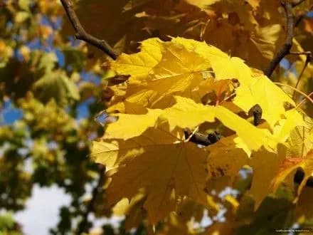 gidromettsentr-v-ukrayini-khmarno-z-proyasnennyami-1