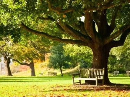 park-ta-16-skveriv-oblashtuyut-u-kiyevi