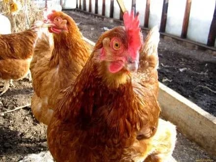 sluzhbovtsi-vikrili-pidpriyemstvo-z-nezakonnoyu-realizatsiyeyu-ptitsi-na-zakarpatti