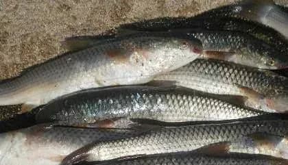 poblizu-mariupolya-prikordonniki-zatrimali-brakonyeriv