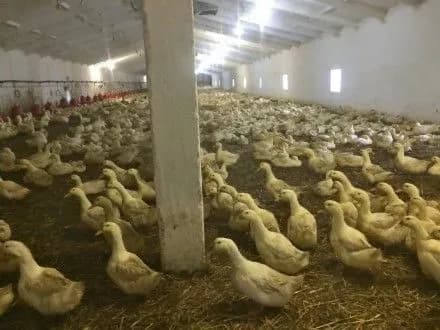 fermerske-gospodarstvo-na-zakarpatti-ukhililosya-vid-splati-4-6-mln-grn-podatkiv