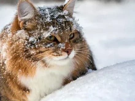 po-vsiy-ukrayini-bude-snizhno-sogodni