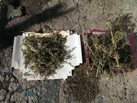 marikhuani-na-ponad-100-tisyach-griven-viluchili-na-zaporizhzhi