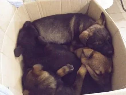 za-faktom-zhorstokogo-vbivstva-tsutsenyat-u-khersoni-vidkrili-kriminalne-provadzhennya