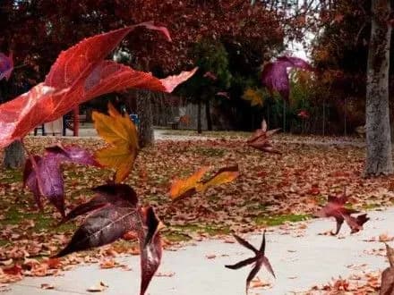 21-listopada-pogoda-v-ukrayini-khmarna-z-proyasnennyami