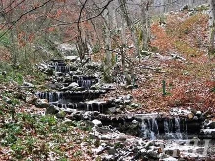 peredachu-agrolisiv-lisgospam-zavershili-na-zakarpatti