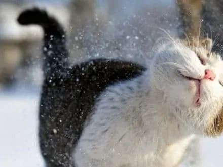 v-kiyevi-sogodni-ochikuyutsya-doschi-ta-mokriy-snig