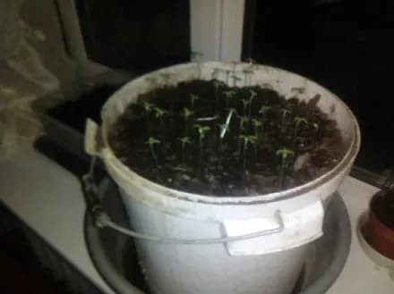 poltavchanin-vdoma-viroschuvav-konopli-v-gorschikakh