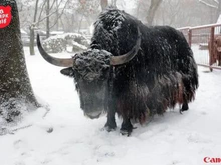 kiyivskiy-zoopark-pokazav-tigriv-ta-vedmediv-yaki-gulyat-u-zasnizhenikh-volyerakh
