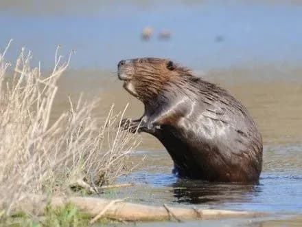 bober-znestrumiv-500-budinkiv-v-shvetsiyi