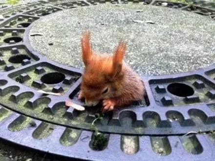 u-myunkheni-vryatuvali-povnenku-bilku-scho-zastryagla-v-krishtsi-lyuku