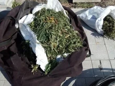 grupi-osib-na-poltavschini-ogolosili-pidozru-u-zbuti-narkotikiv