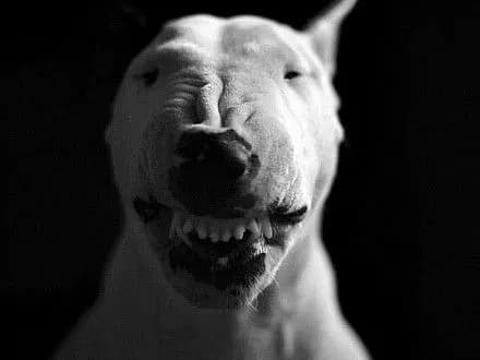 v-kharkovi-ogolosheno-pidozru-divchini-yaka-natskuvala-bulteryera-na-koshenya