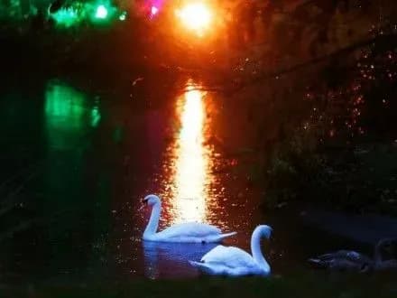 abc-news-vibralo-nayyaskravishi-foto-tizhnya