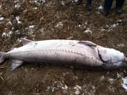 prikordonniki-zatrimali-na-dunayi-cholovika-yakiy-prichetniy-do-vilovu-120-kg-bilugi