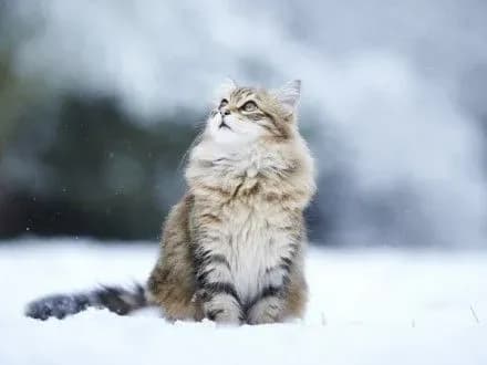 sogodni-v-kiyevi-bez-opadiv-2