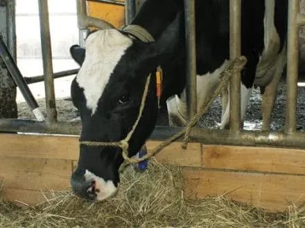 moskva-zayavila-pro-eksport-do-rf-schonaymenshe-15-tis-tonn-ukrayinskoyi-yalovichini-z-bilorusi