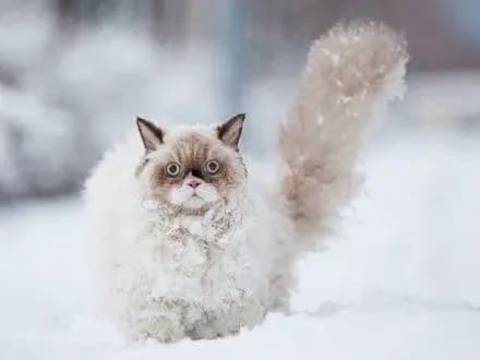 sogodni-v-kiyevi-mistsyami-snig