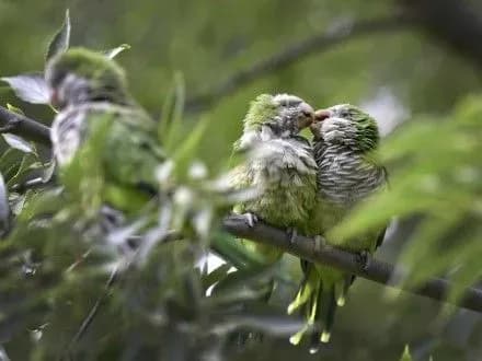 naykumednishi-znimki-tvarin-2016-roku-obrali-v-the-guardian