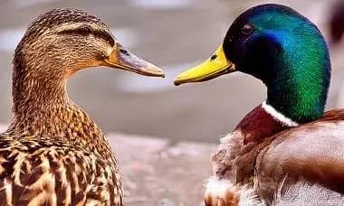 u-frantsiyi-zbirayutsya-vbiti-ponad-milyon-kachok-schob-zapobigti-poshirennyu-ptashinogo-gripu